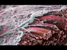 Load and play video in Gallery viewer, Magofon Pulsed EMF Therapy Device